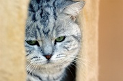 BRITISH SHORTHAIR 029